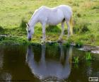 Белая лошадь, пить на берегу озера